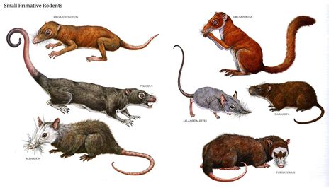 Mammals Rodents - Pets Lovers