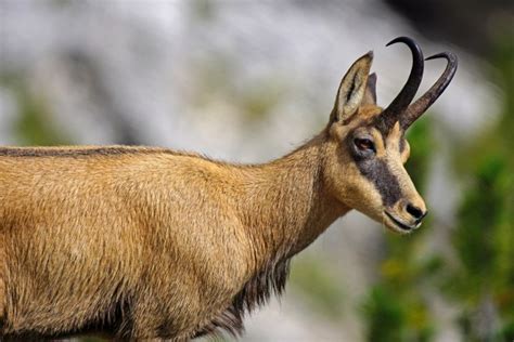 What is a Chamois | Chamois Facts for Kids - Twinkl