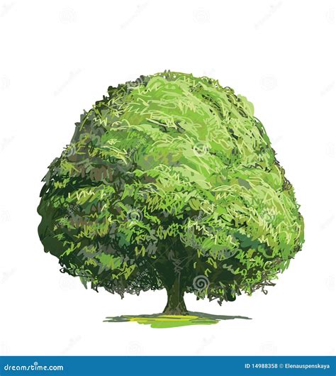 Drawing of Green Tree stock vector. Illustration of full - 14988358