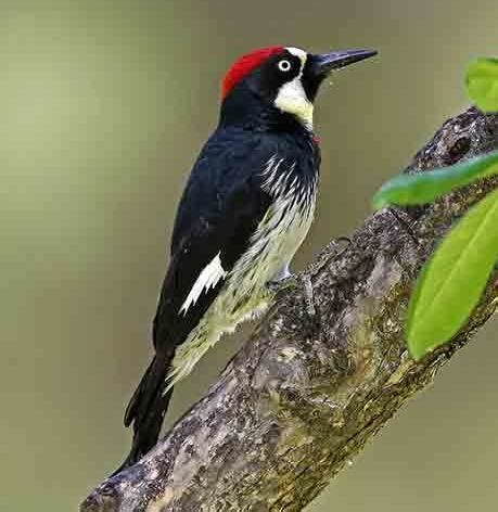 Acorn Woodpecker – Oregon Conservation Strategy