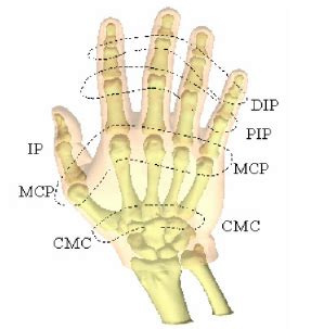 Human hand joints | Download Scientific Diagram