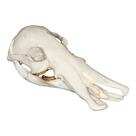 Replica Platypus Skull – Skulls Unlimited International, Inc.