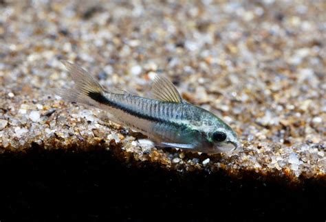 Pygmy Corydoras: The Complete Care And Breeding Guide - Fishkeepingfans.com