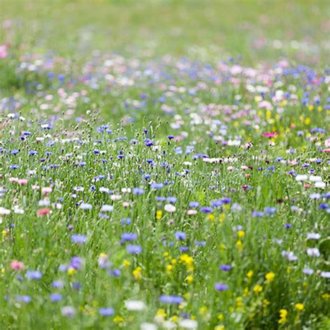 Traditional Wildflower Meadow Seed Mix,Native British Seed