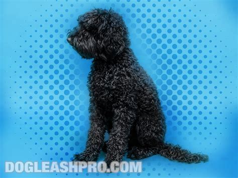 Blue Poodle: Complete Guide - Dog Leash Pro