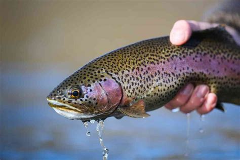 The 16 Best Trout Fishing Lakes in Minnesota