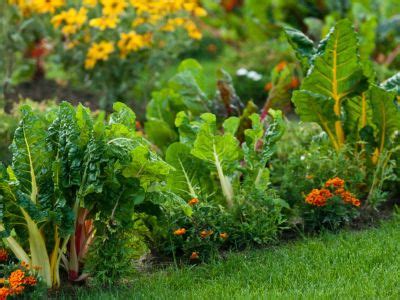 Veggies Herbs And Flowers How To Mix Edible Plants In The Garden ...