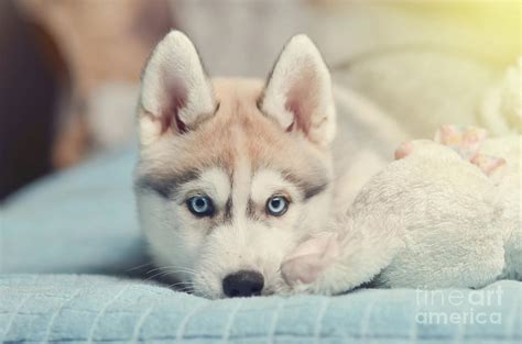 Baby Husky Blue Eyes | Hot Sex Picture