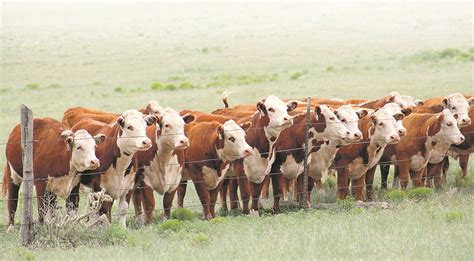 Fertility must come first in cow herd | The Western Producer