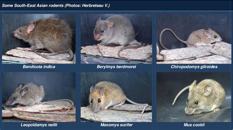 Figure 1 from Protocols for field and laboratory rodent studies ...