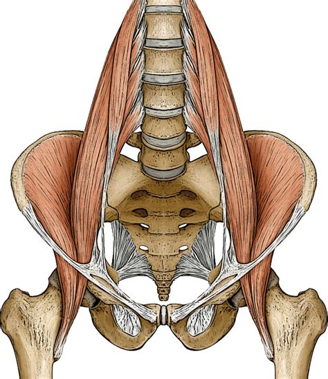 Psoas Anatomy