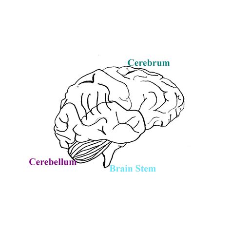 How To Draw The Human Brain Art Sphere Inc