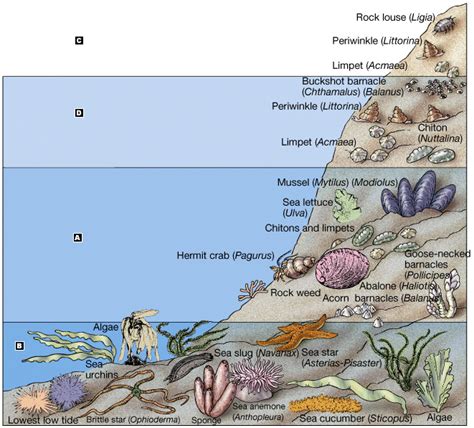 Intertidal Zone Diagram