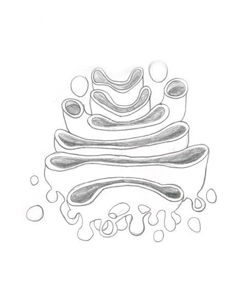 Golgi Apparatus Drawing Easy It is referred to as the manufacturing and ...