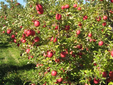 How New Apple Cultivars Make it to the Market - The Produce Nerd