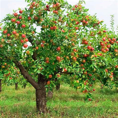 Growing Delicious Apples at Home: From Planting to Harvest