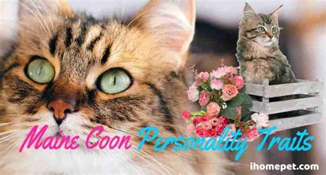 Maine Coon Personality Traits (Meaning & More) - iHomePet