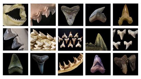 Shark Teeth Fossils