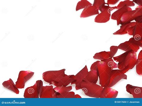 Rose Petals On White Background Stock Images - Image: 8417604