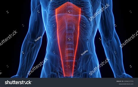 514 Rectus Abdominis Anatomy Images, Stock Photos & Vectors | Shutterstock