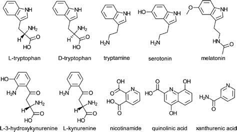 L Tryptophan Structure