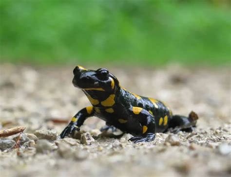 18 Must-Know Salamander Facts About These Amphibians