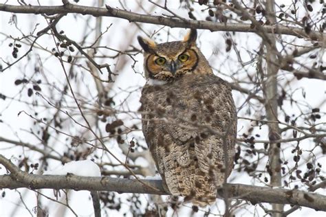 What Kind of Sound Does an Owl Make at Night? | Sciencing