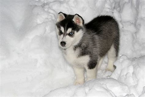 Husky puppy in snow stock photo. Image of proud, snout - 4929880