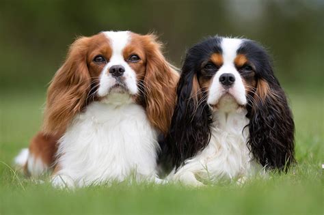 Cavalier king charles spaniel - bingernic