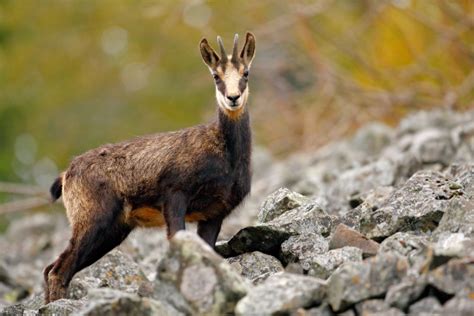 Chamois - Facts, Size, Diet, Pictures - All Animal Facts