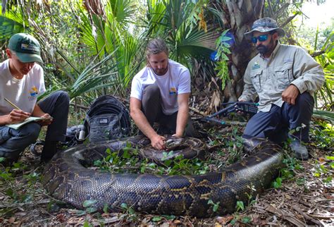 Burmese Python Eating Human