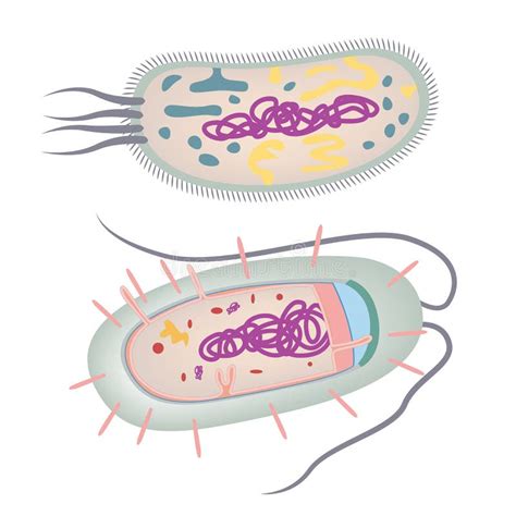 The Structure of the Bacteria. Single-celled Organism Stock Vector ...