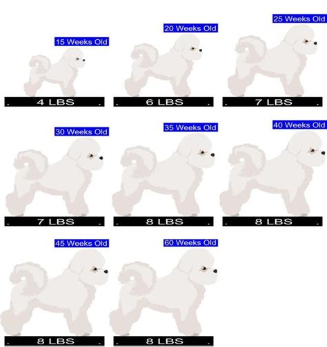 Bichon Frise Growth Chart. Bichon Frise Weight Calculator.