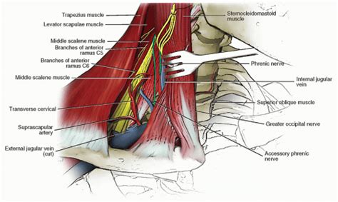 Ultrasound-Guided Phrenic Nerve Block | Anesthesia Key