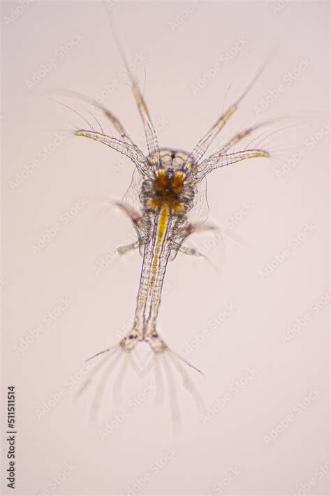 Nauplius stage of vannamei shrimp in light microscope, Shrimp larvae ...