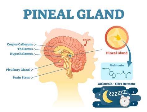 Best Pineal Gland Illustrations, Royalty-Free Vector Graphics & Clip ...