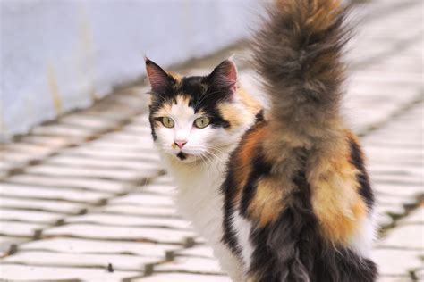 60 Clever Calico Cat Names You'll Adore - CatVills