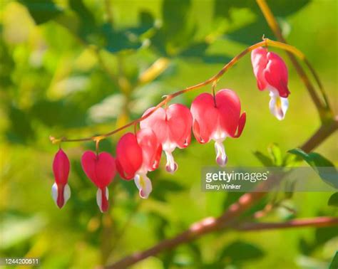 Bleeding Heart Flower Arrangement Photos and Premium High Res Pictures ...