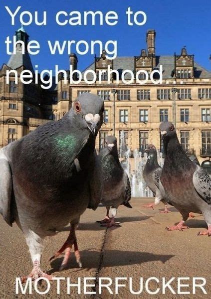 14 best Pigeon toady images on Pinterest | Pigeon, Stork and Fun things