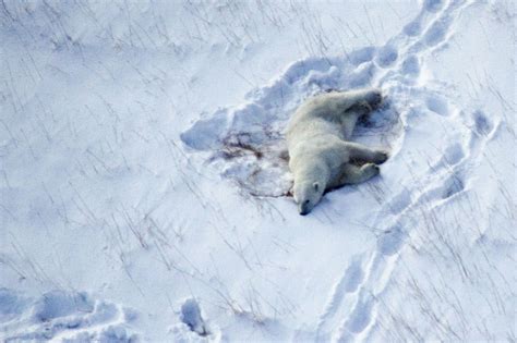 A Polar Bear Population is In Decline. Can You Guess Why? • The ...