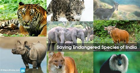 Endangered Animal Species of India - Causes, reasons and ways to save ...