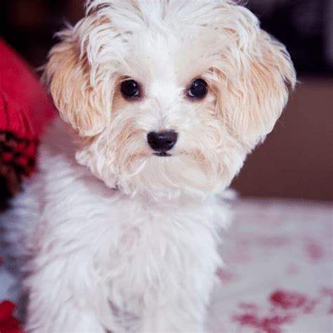 Maltese Toy Poodle Mix | Wow Blog