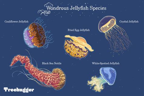 10 Extraordinary Jellyfish Species