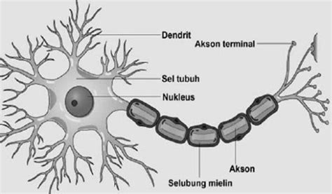 How to draw structure of neuron neuron diagram labelled diagram of ...