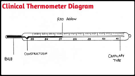 Labeled Clinical Thermometer