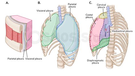 Anatomy of the pleura | Osmosis