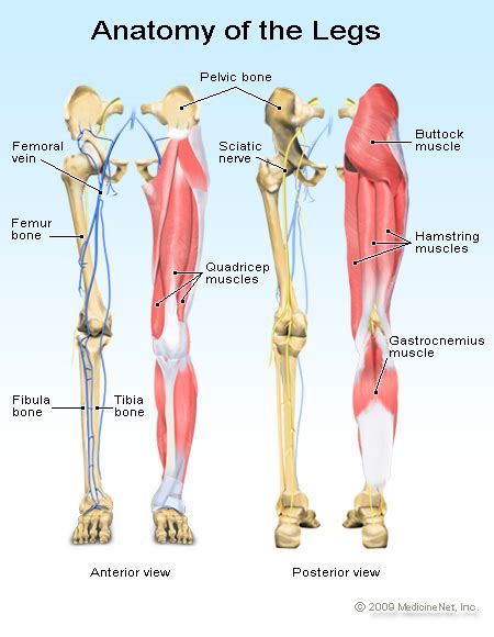 Knee Pain - the Big Picture - The Bodyworks Clinic Marbella Spain