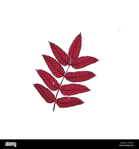 Red autumn leaf freehand watercolor illustration Stock Photo - Alamy