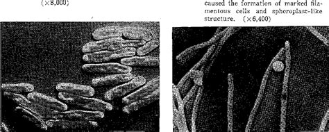 Figure 1 from Spheroplast-like structures in Escherichia coli ...