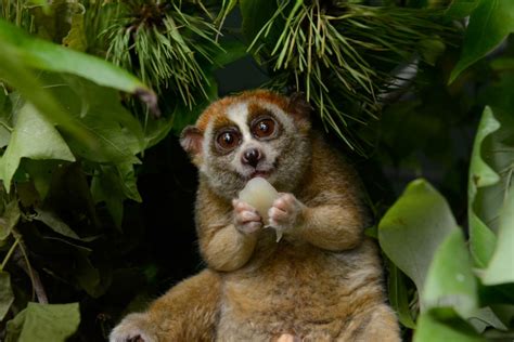 Fun Facts About Slow Loris – Slow Loris